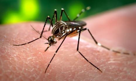 Mengapa Orang Tertentu Lebih Sering Digigit Nyamuk?