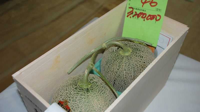 Dua Melon di Jepang Laku Dilelang Rp 413 Juta