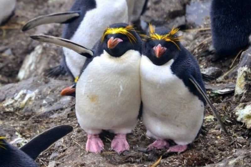 Penguin Bisa Indikasikan Perubahan di Kutub Selatan