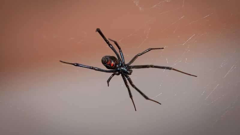 Seorang Pria Tak Bisa Kencing Setelah Digigit Laba-laba Black Widow