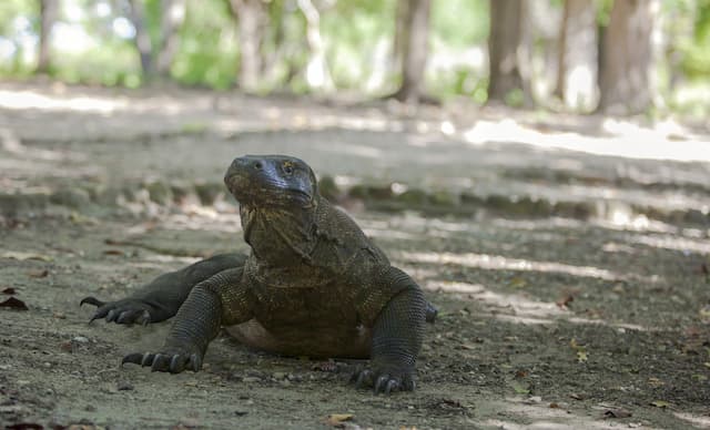 Taman Nasional Komodo Akan Ditutup untuk Wisatawan Selama Setahun