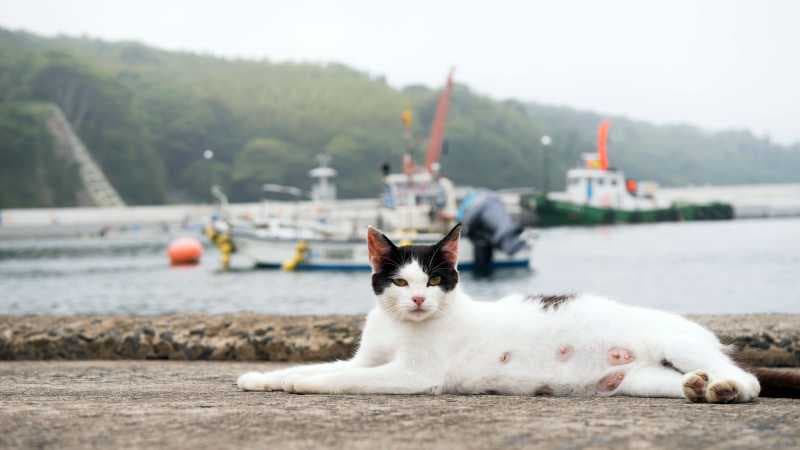 Tashirojima, Pulau di Jepang yang ‘Dikuasai’ Ratusan Kucing