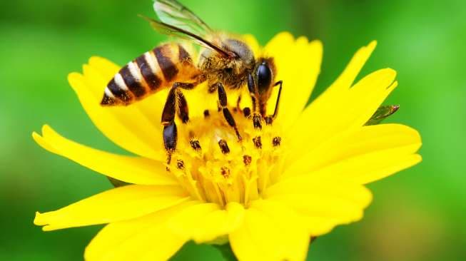 Robot Lebah Ini Bisa Bantu Penyerbukan