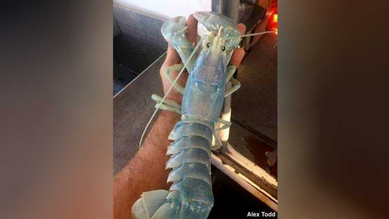 Lobster Cantik Ditemukan di AS