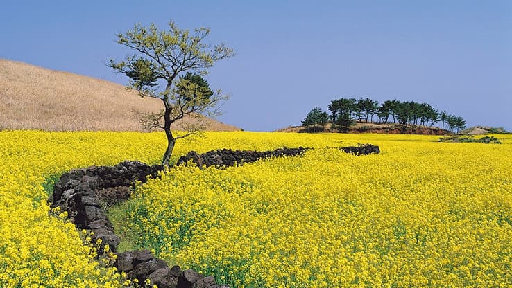 7 Tempat yang Wajib Kamu Kunjungi di Pulau Jeju
