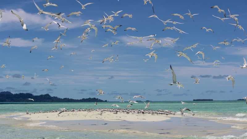 Segarkan Mata dengan Pesona Ribuan Burung Camar di Baby Island, Aceh