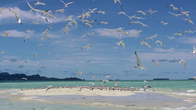 Segarkan Mata dengan Pesona Ribuan Burung Camar di Baby Island, Aceh